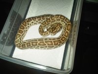 Baby Hypo Burm 1.jpg