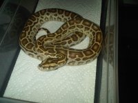 Baby Hypo Burm 2.jpg