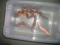 Fat Tail Morph?.jpg