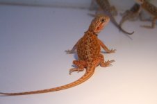 IMG_1443.jpg