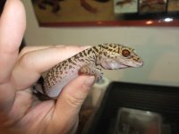 g.bawanlingsis5.jpg