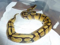Enchi 1.0 (Tano).jpg