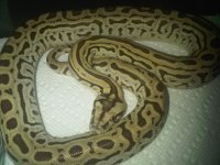 Male Hypo Lab 2.jpg