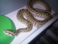 Female Hypo Lab Burm.jpg