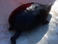 mud turtle  2 2004-01-01 007.jpg