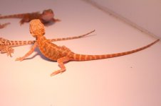 IMG_1466.jpg