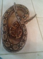 Female Boa.jpg