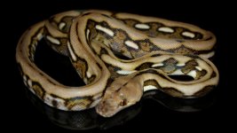 0001030_tiger_triple_het_albinogenetic_stripe_anthrax_550.jpg