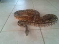 Female Boa 2.jpg