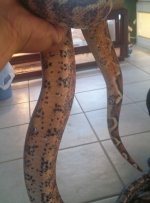 Pink Belly Boa.jpg