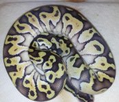 pastel butter male.jpg