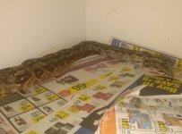 Male boa.jpg