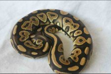 Black Pastel 1.jpg