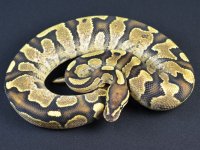 calico-fire-male-12-736.jpg