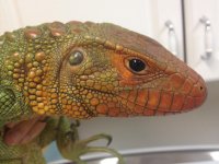caiman sale2.jpg