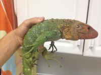 caiman sale 3.jpg