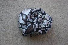 Axanthic310.jpg