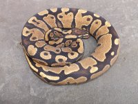 Snakes 2012 008.jpg