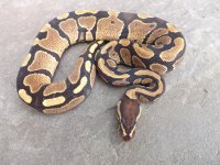 Snakes 2012 007.jpg
