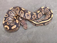 Snakes 2012 010.jpg