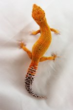 DSC02113.JPG