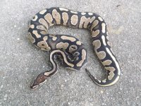 Snakes 2012 005.jpg