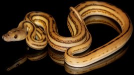 0000989_supertiger_het_anthrax_550.jpg