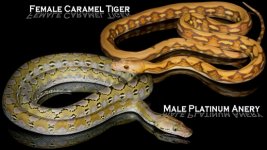 0000896_the_blue_eyed_platinum_blonde_tiger_package_550.jpeg