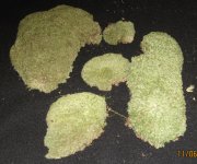 moss1.jpg