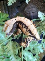 Gecko.jpg