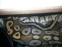 Mojave breeding.jpg
