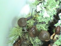Forest Snails9 Best pic.JPG
