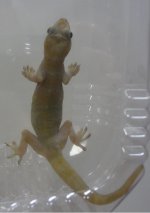 golden geckos.jpg