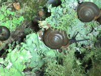Forest Snails6 Great pic.JPG
