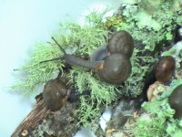 Forest Snails7 Great pic.JPG