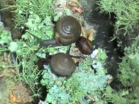 Forest Snails5 Great pic.JPG
