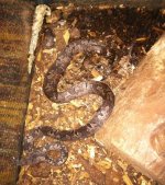 indo tree boa.jpg