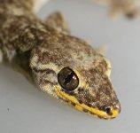 Gekko shibatai - head.jpg