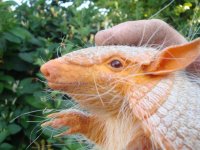 dwarf alibino hairy.jpg