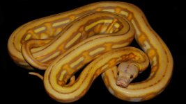 0000452_caramel_supertiger_550.jpg