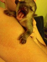 Xia yawning.jpg