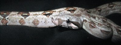 IMG_0001.jpg