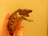 Razorback pic 6.jpg