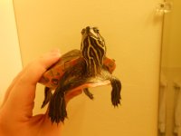Red Belly pic 3.jpg