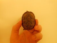 Baby Razorback pic 2.jpg