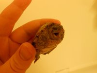 Baby Razorback pic 3.jpg