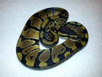 PH clown female.jpg