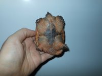 Snapper pic 3.jpg