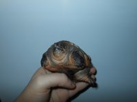 Snapper pic 5.jpg