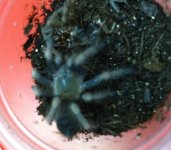 spider (2).JPG